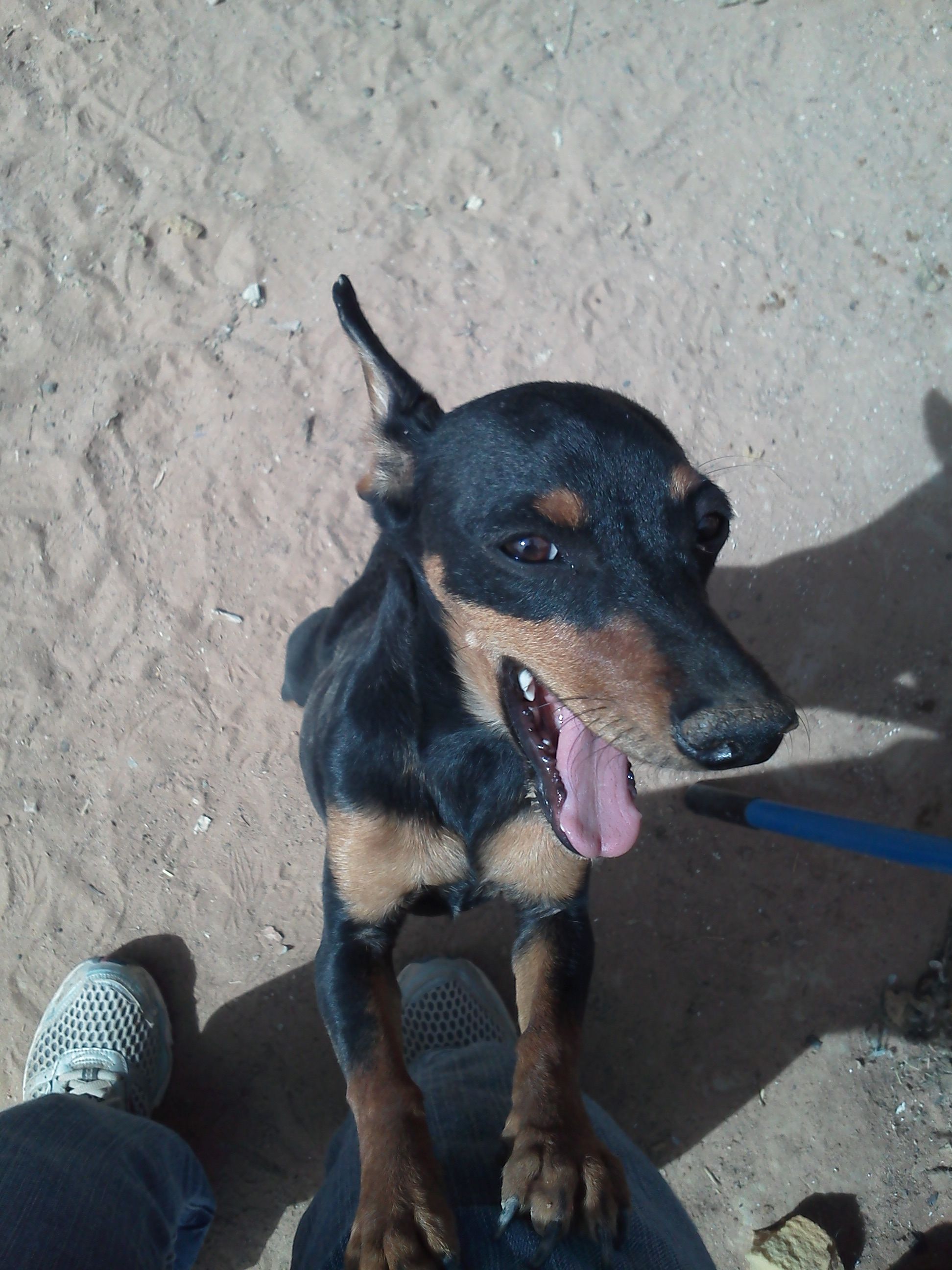 Dora Is The Sweetest Baby Dachshund For Adoption In Chaparral Nm