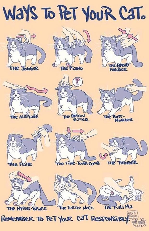 Portraits Of Cats Shaking Themselves Clean Is All You Need