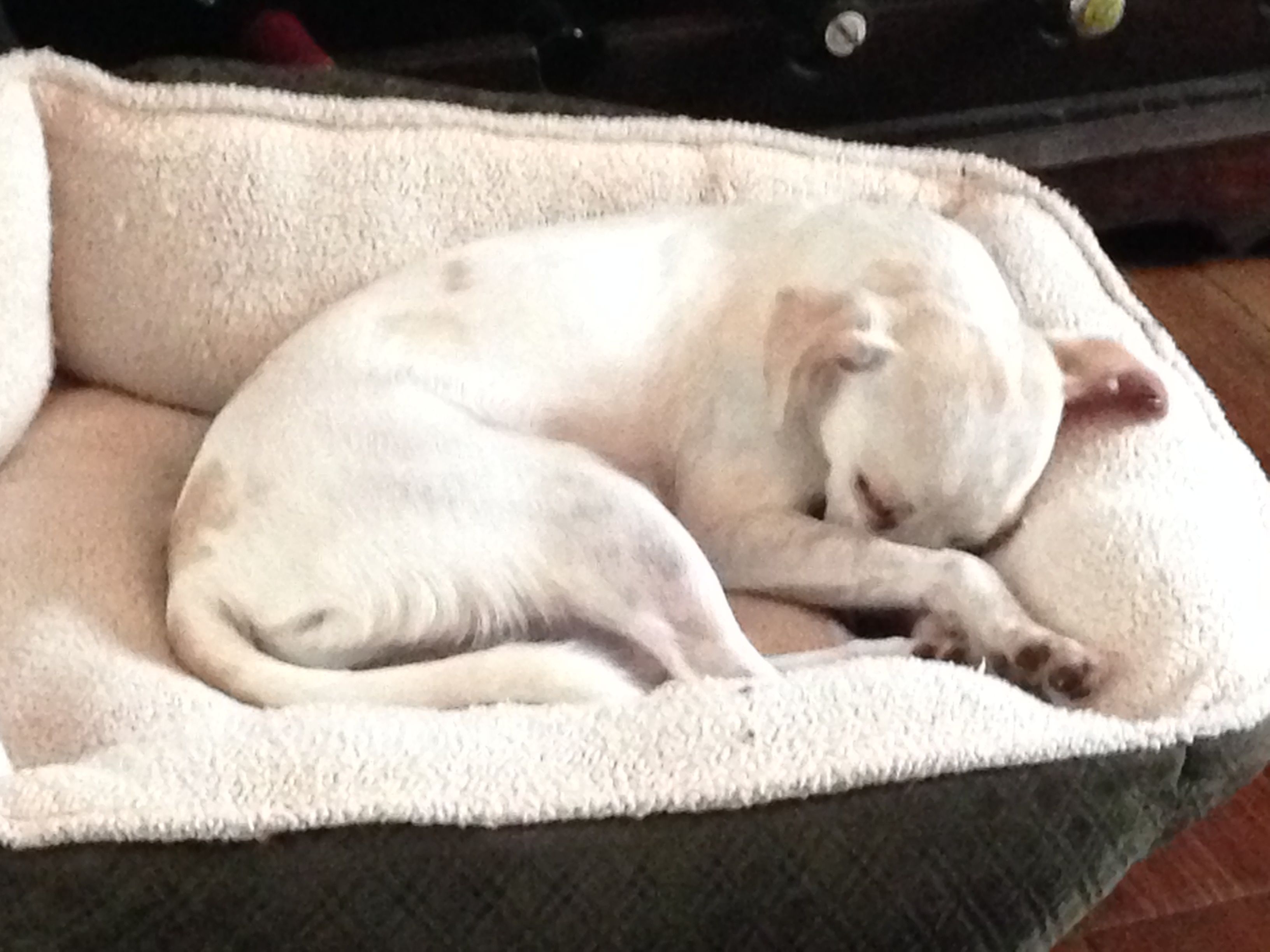 Pin By Lynn Mccracken On Italian Greyhound Jack Russell Labrador