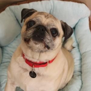 Adopt Annie On Adoption Beautiful Dogs Pug Rescue