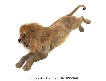 3D digital render of a male lion jumping isolated on white background Ombre Wallpaper Iphone, Ombre Wallpapers, Lion Dragon, Macho Alfa, Lion Images, Male Lion, Background Pictures, White Background, Prehistoric Creatures