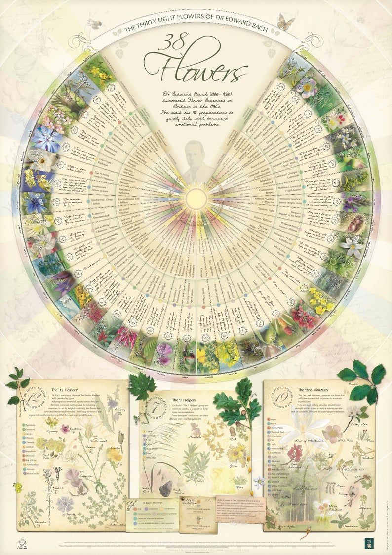 Bach Flower Poster Wall Chart for the 38 Essences. A1 | Etsy Flower Essences Remedies, Bach Flower Remedies, Flower Remedy, Bach Remedy, Bach Flowers, Divination Cards, Flower Therapy, Flower Guide, Botanical Flowers