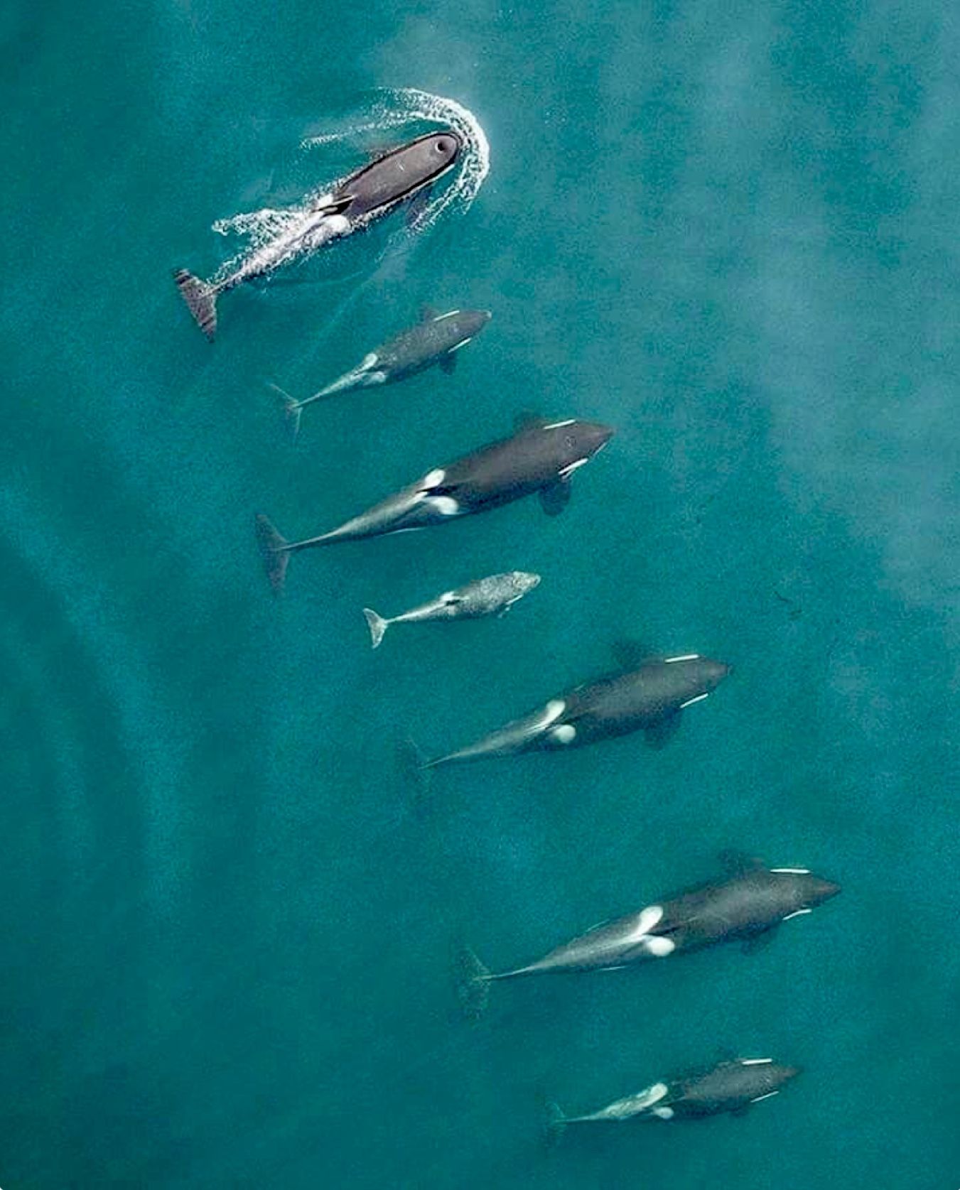 Orca eye