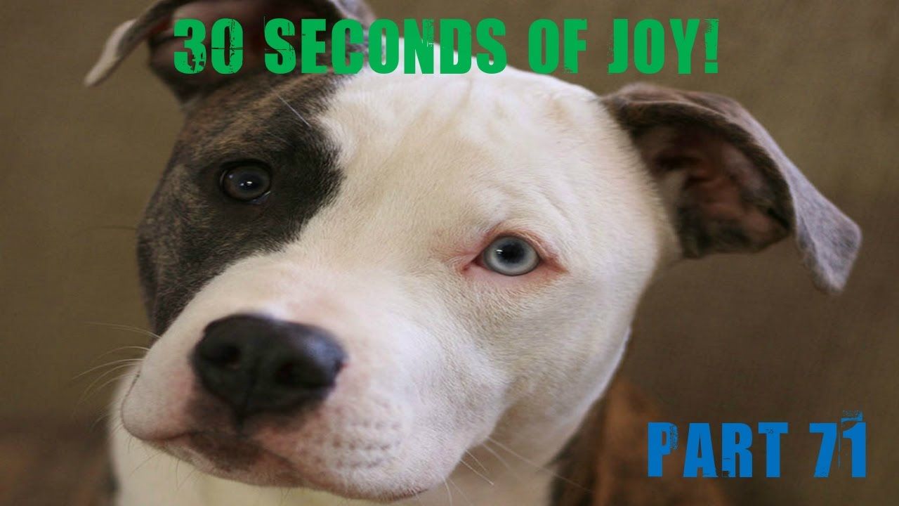 30 Seconds Of Joy Part 71 Dog Dreaming Pitbull Terrier