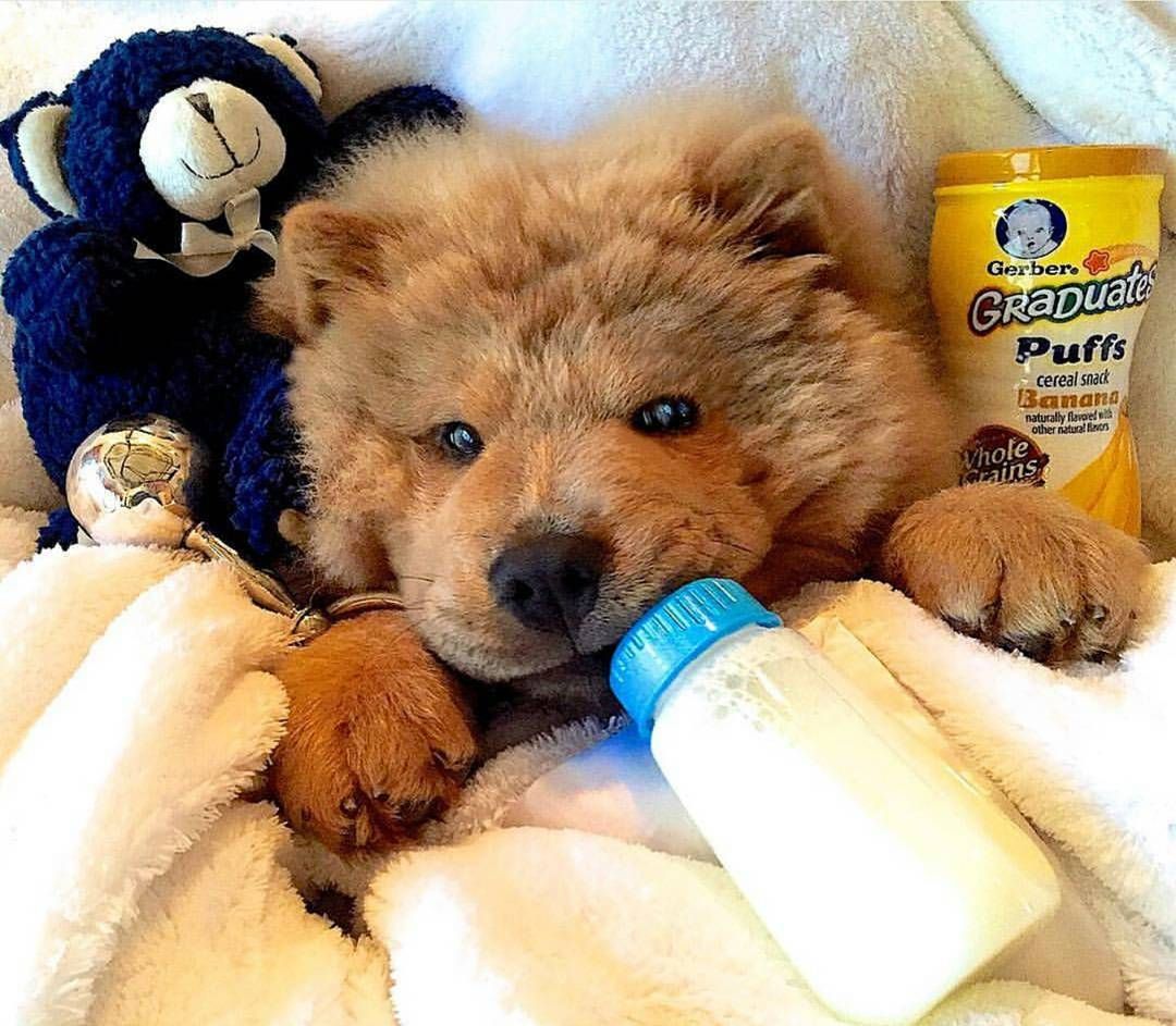 2 458 Likes 37 Comments Chow Chow Puppies