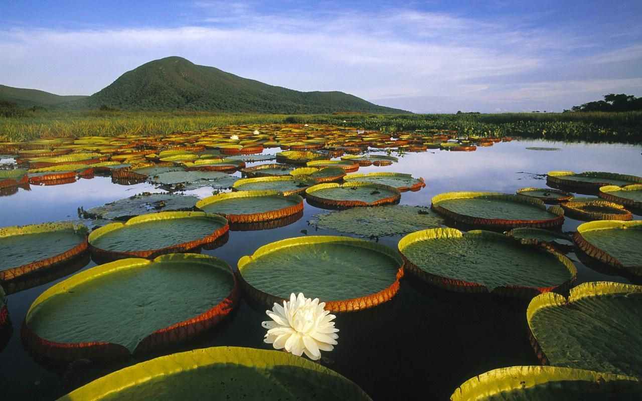 Brazil Landscape Hd Wallpaper Wallpaperia Com Pantanal