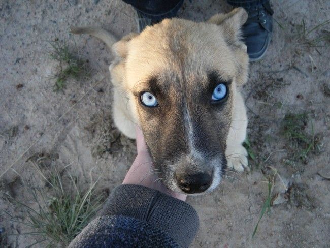 36 Animals With The Most Unusual And Gorgeous Eyes Animaleyes