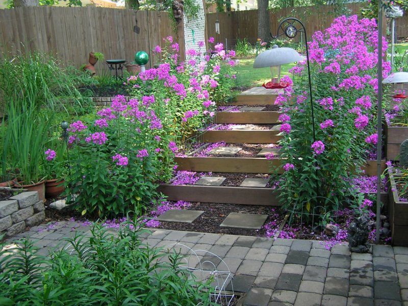 Phlox In Garden Tall Garden Phlox Along Garden Steps Photo