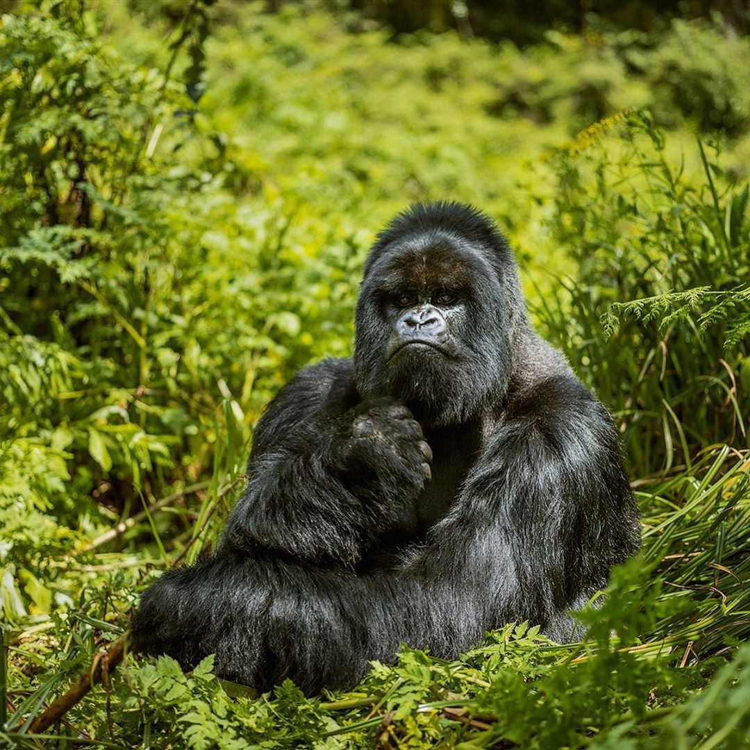Suha Derbent On Instagram Please Scroll Down For En Tr Bilim Dag Gorillerinin Dna Olarak 97 Insanla Ayni Ozellikler Mountain Gorilla Gorilla Animals