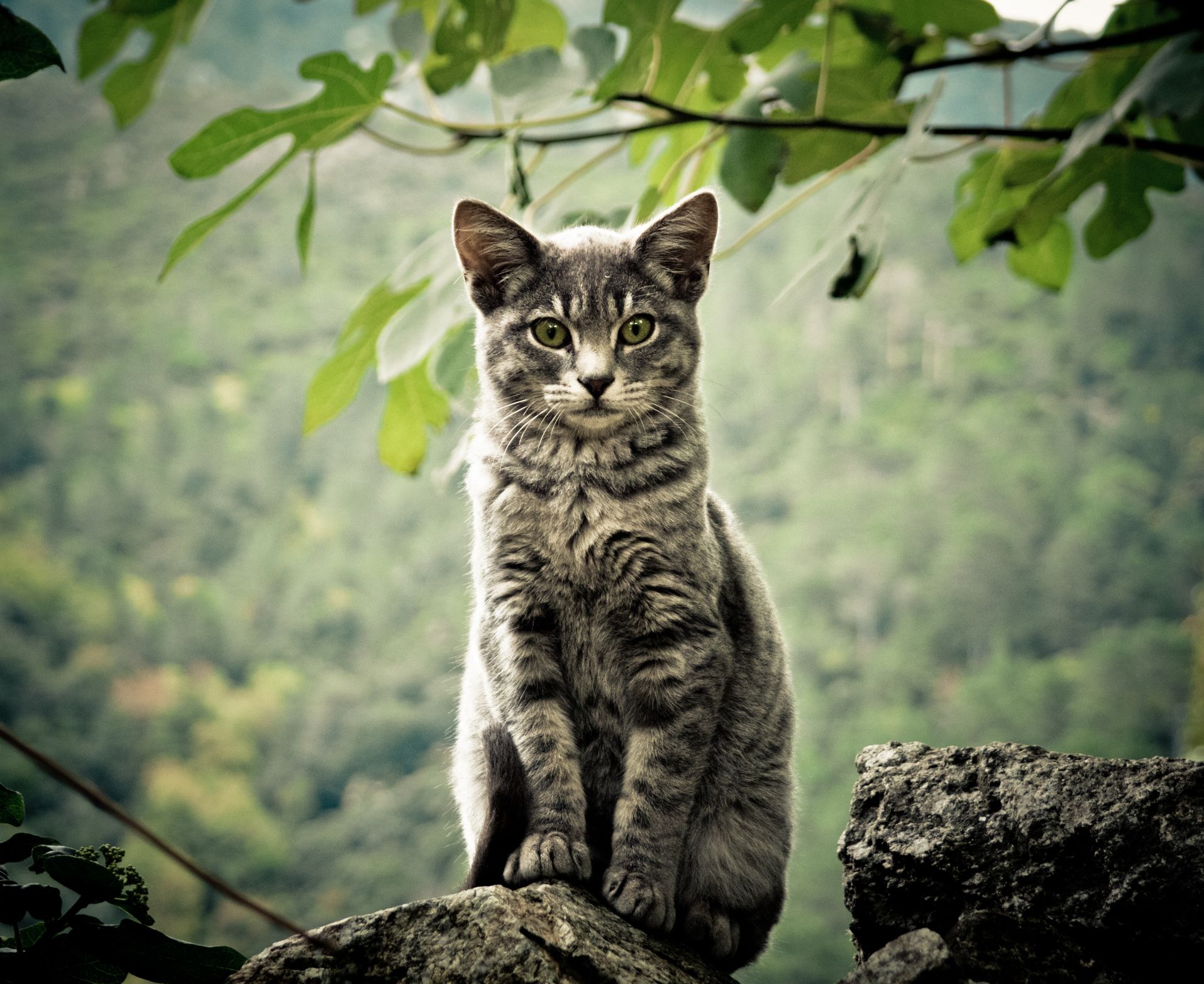 Warrior Cats Warrior Cats