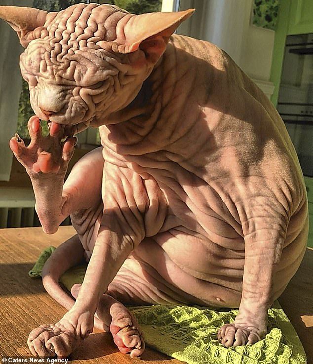 Wrinkly 'naked' Sphynx cat Xherdan looks grumpy as he plays with owner