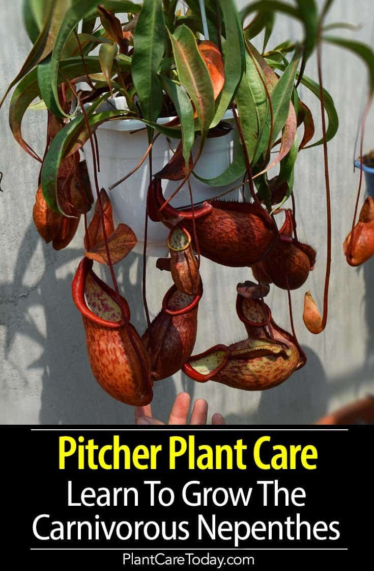 Pitcher Plant Care: Learn To Grow The Carnivorous Nepenthes