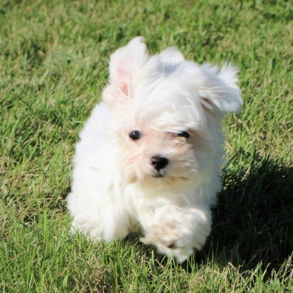 Joplin A Maltese Puppy Maltese Maltese Dogs Puppies Maltese