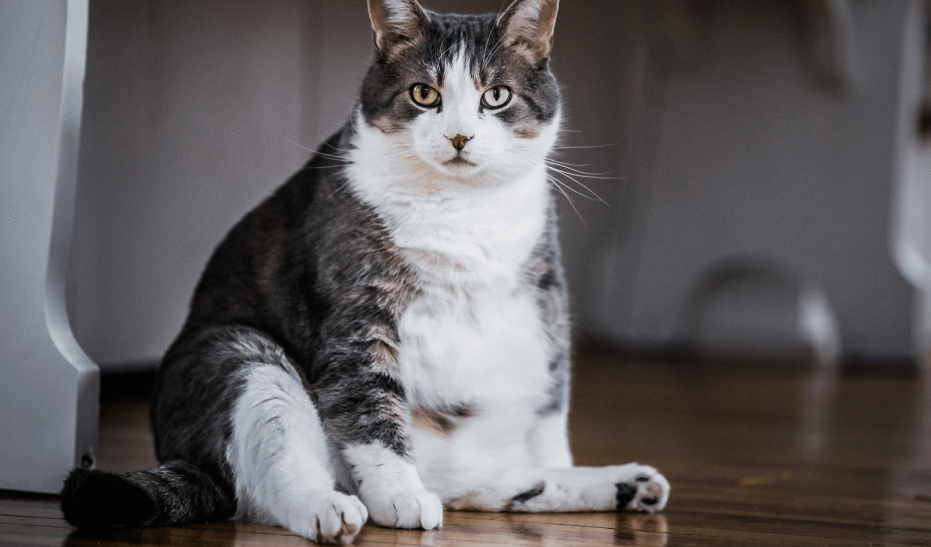 Best Weight Management Cat Food With Images Cat Care Sick Cat Obese Cat