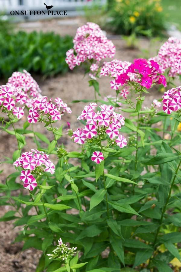 The best hardy perennial flowers for your garden landscaping. These plants are easy to grow, low-maintenance and beautiful! #gardening #gardendesign #gardens #gardenideas #daisy #peonies Hardy Perennials, Hardy Plants, Flowers Perennials, Perennial Plants, Perrenial Grasses, Flower Landscape, Garden Landscape Design, Landscape Projects, Desert Landscape