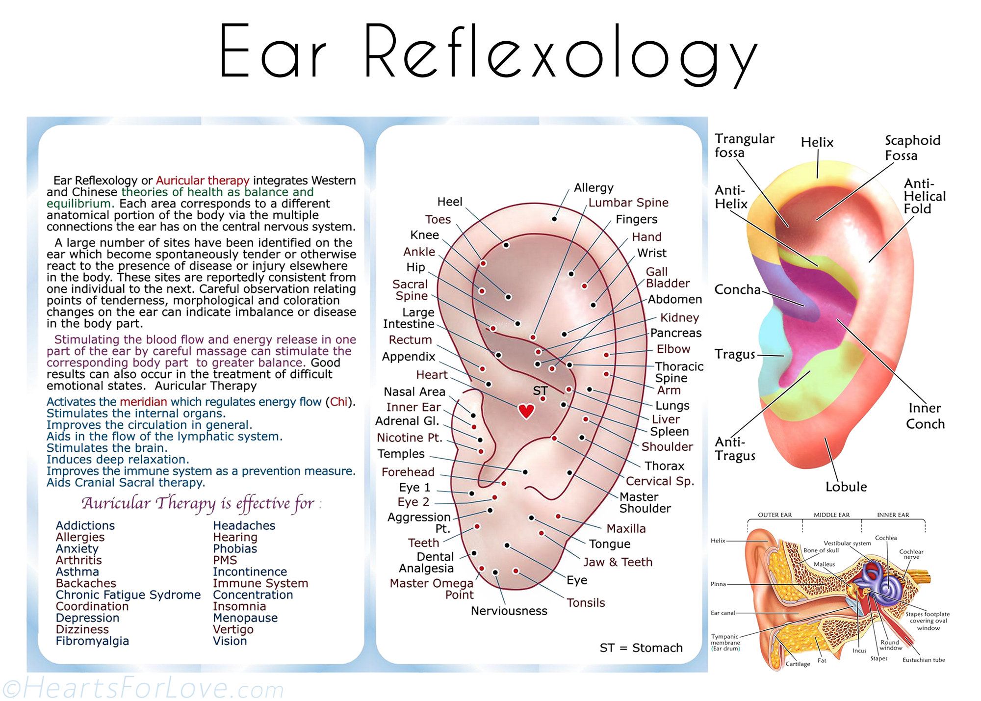 Ear Reflexology Guide And Chart Etsy In 2021 Reflexology Chart Ear Reflexology Reflexology