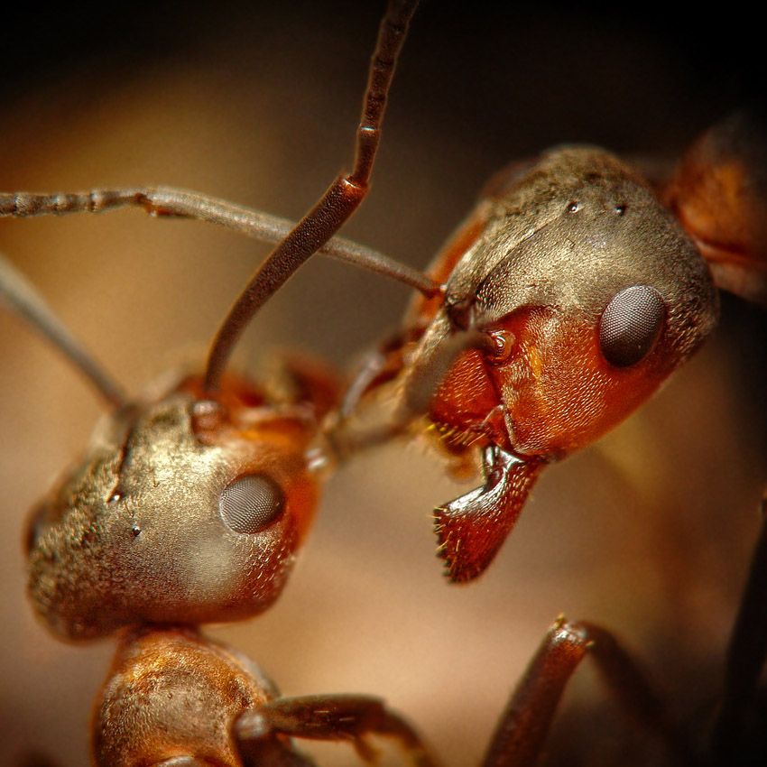 Formica Rufa 30 Uses In Hindi Formica rufa - PL mrówka rudnica | Ants, Macro photography, Art