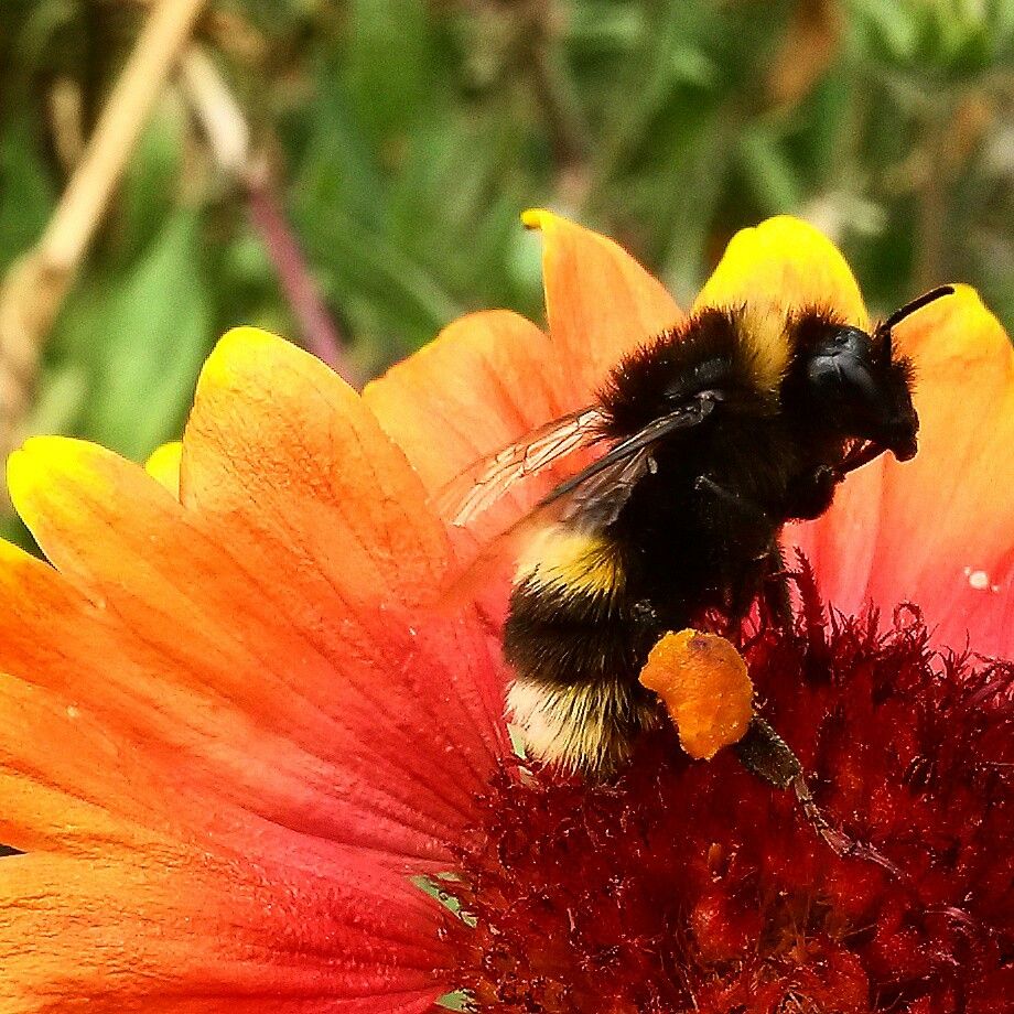 Busy Bee Garden Services