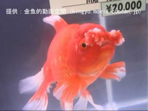 金魚花房 金魚花房