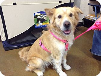 Scottsdale Az Golden Retriever Shar Pei Mix Meet Coco A Dog For Adoption Golden Retriever Retriever Dog Adoption