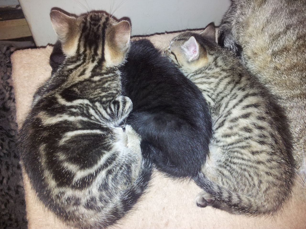 Egyptian Maus Cat are a small- to medium-sized short-haired cat ... Egyptian Maus Cat are a small- to medium-sized short-haired cat ...