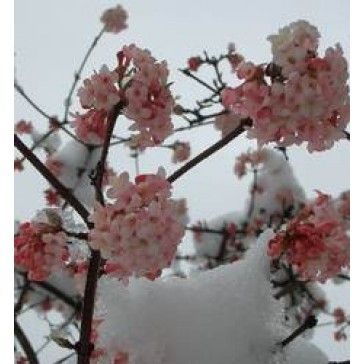 Kikeleti bangita - Viburnum bodnatense Viburnum, Garden And Yard, Mood Board, Crown Jewelry, Dawn, Outdoors, Outdoor Rooms, Off Grid, Outdoor