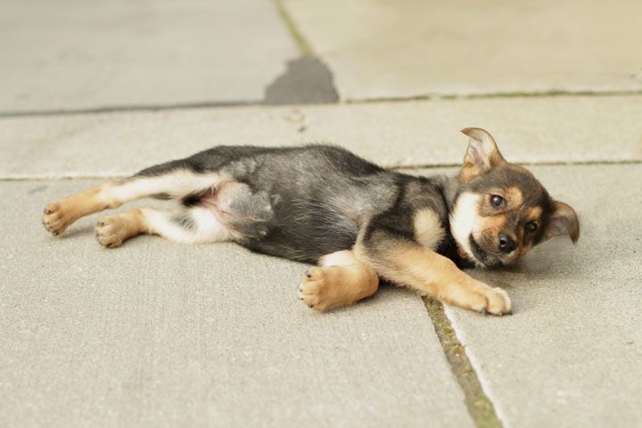 German Shepherd Rottweiler Mix Puppy At Toronto Animal Services