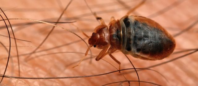 The pest control and rodent removers at Orkin recently released their annual Top...