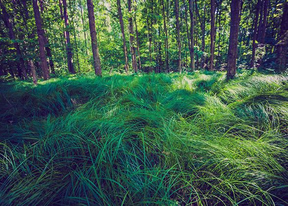 Vintage Photo Of Green Summer European Forest. Beautiful Landscape Of Polish Forest Photographed In Forest.. Beautiful Landscapes, Vintage Photos, Metal Posters, Foliage, Forest, Poster Prints, Tree, Photographer, Capture