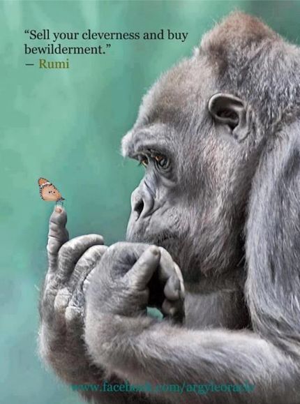 Top 100 favorite animals