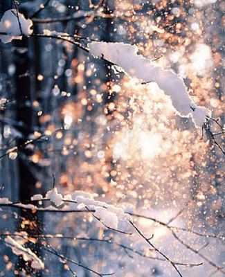 Winter Photography - Holiday Fairy Lights in Trees Winter Photography - Holiday Fairy Lights in Trees