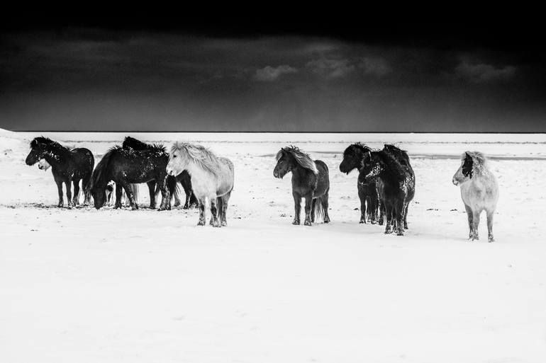 Original Animal Photography by Roberto Vamos | Documentary Art on Paper | Horses...