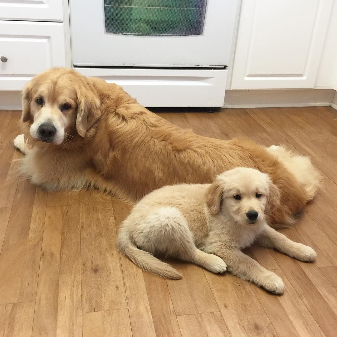 Golden Retrievers Dogs On Instagram Grandpa Lamberto With