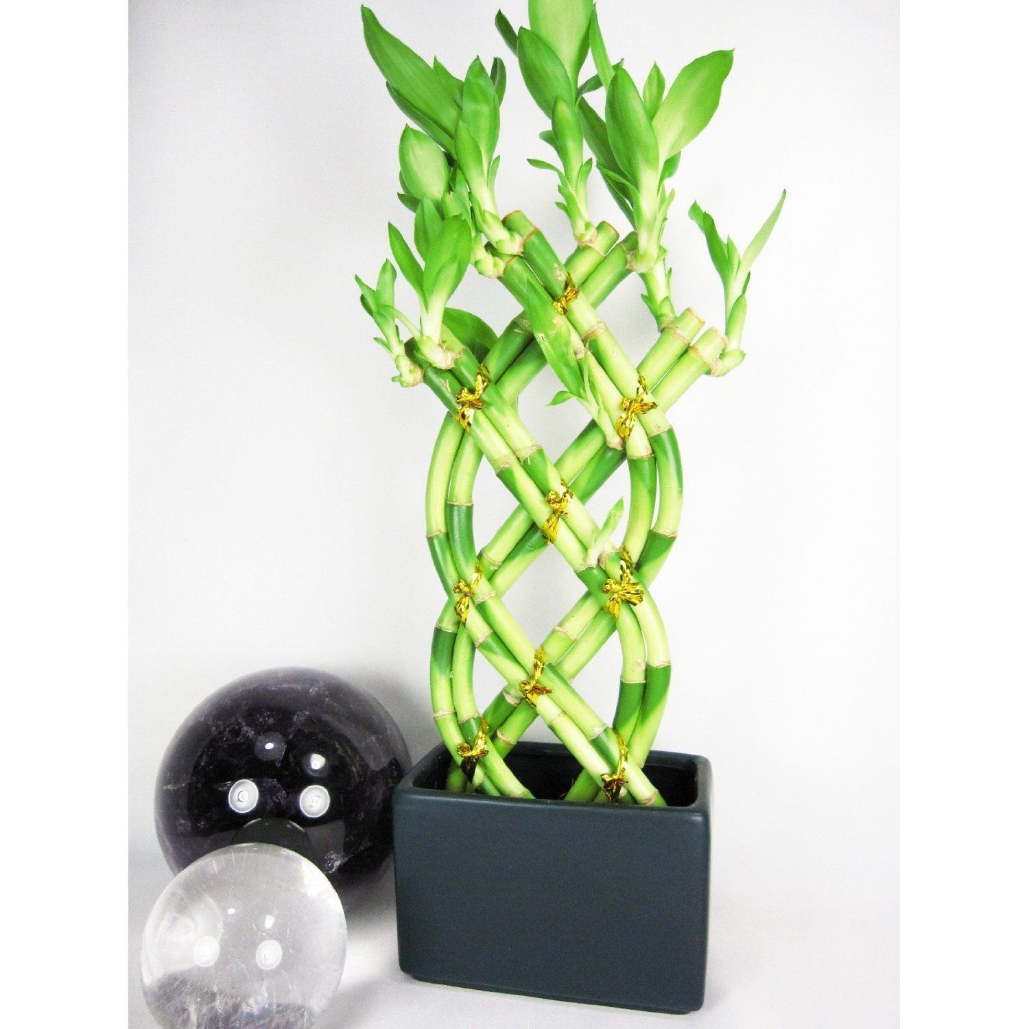 Lucky Bamboo Plant Home Offices Pinterest Lucky Bamboo Plant