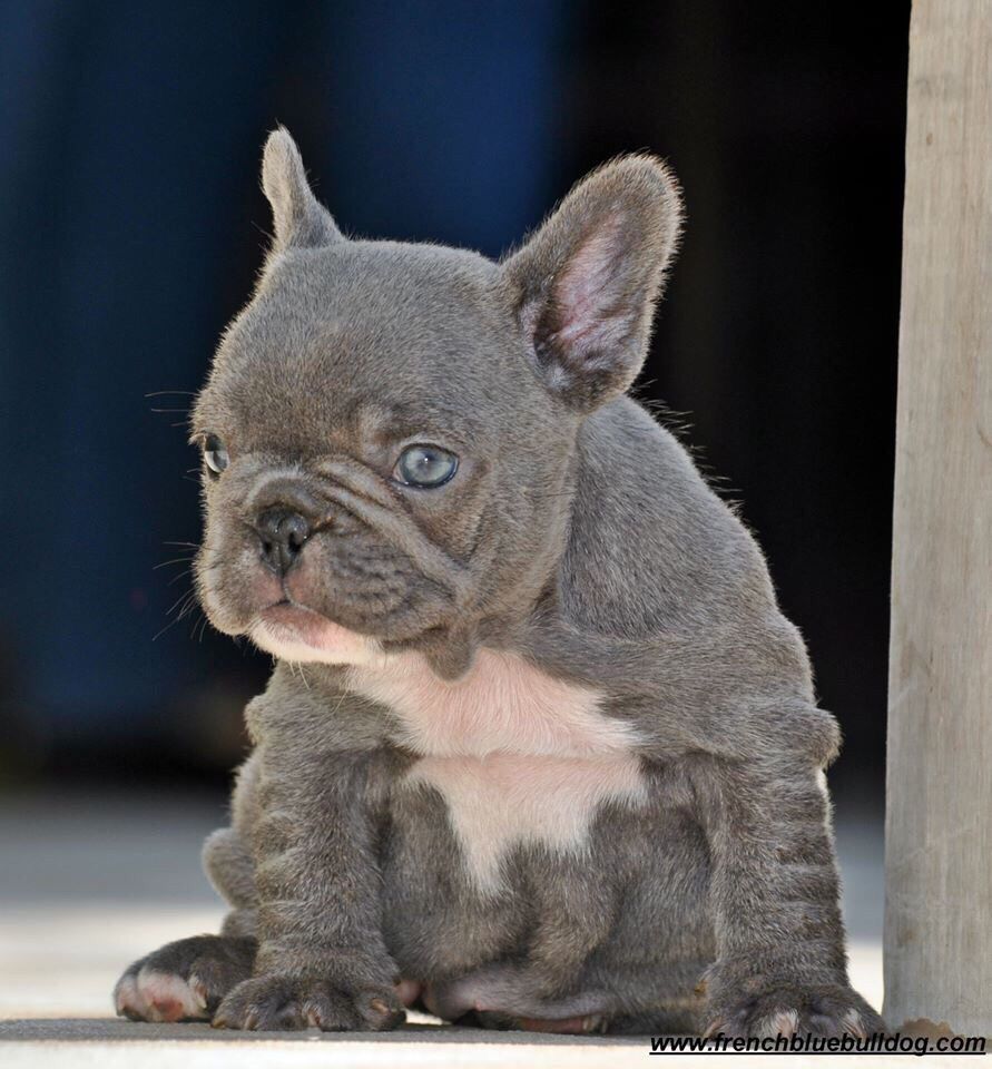 Bulldog Blue sólido! Lindo e raro! Large Animals, French Bulldogs ...