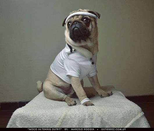 Jordan Hall Let S Take Pictures Of Tula Dressed Up Pugs