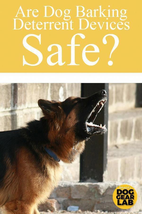 Puppy Potty Training Dog Barking