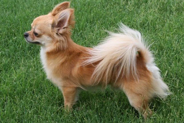 Chihuahua Dog Chihuahua Dogs Pets Chihuahua Puppies Chihuahua