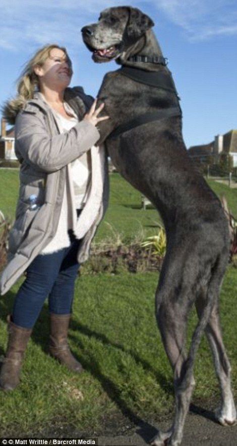 Meet Freddy The Great Dane The Biggest Dog In The World Big