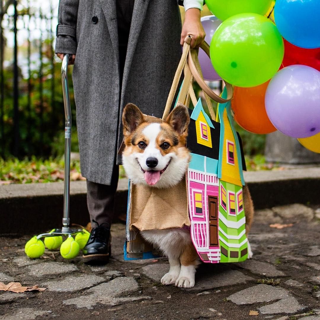 The Dogist On Instagram Paul Pembroke Welsh Corgi 4 Y O Fort