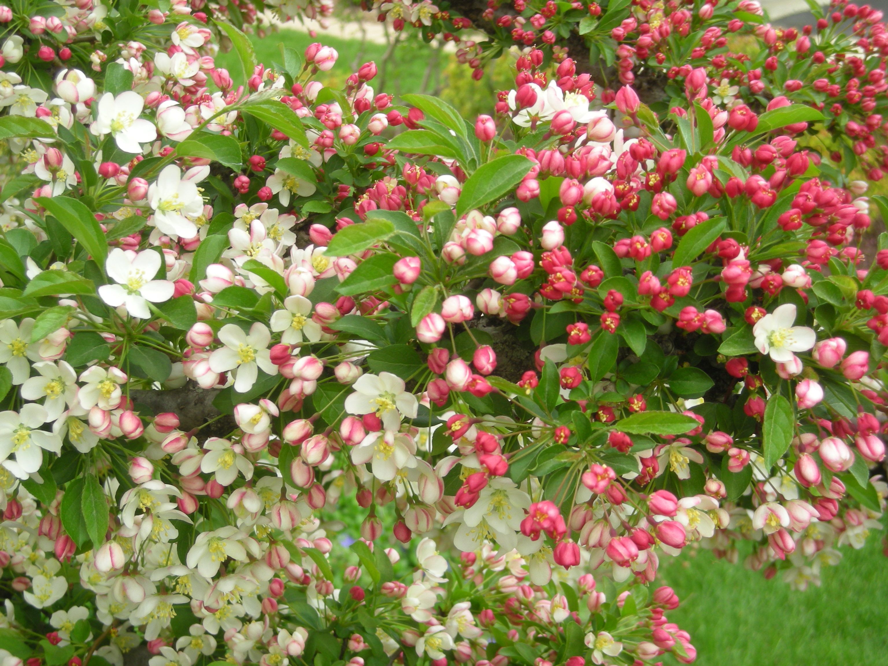 Sargentina Crab Apple Tree By Front Door Sargentina Crab Apple Tree By Front Door