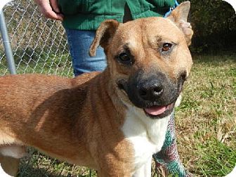 Harvey Urgent Calhoun County Humane Society Inc In Anniston