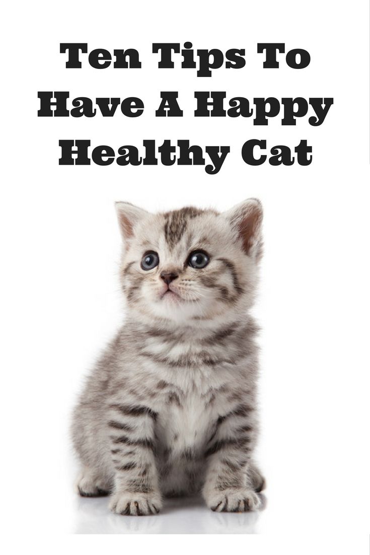 Ten Tips To Have A Happy Healthy Cat Healthy Cat Getting A Kitten Sick Kitten