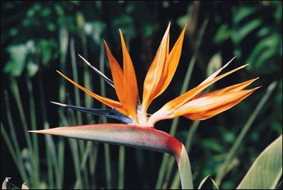Strelitzia Regina | National botanical gardens, Botanical gardens