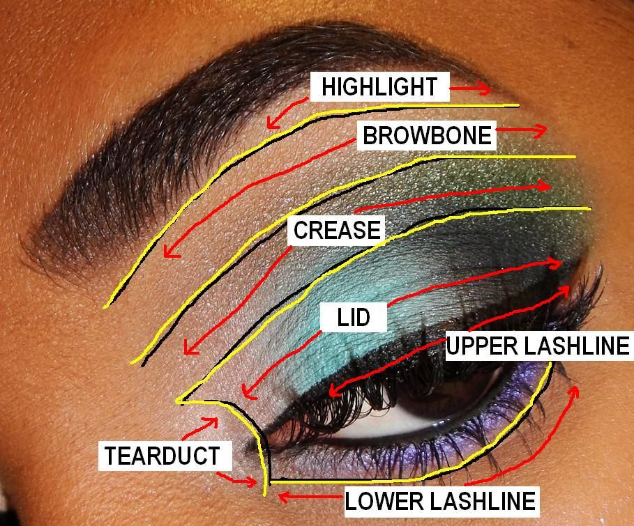 eye diagram | Beginner eyeshadow, Eye makeup tips, Eyeshadow