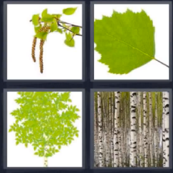 4 Fotos 1 Palabra Rama Hojas Troncos 4 Fotos 1 Palabra Palabras Fotos