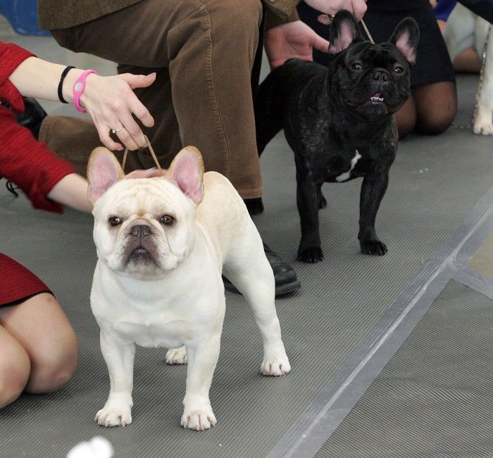 French bulldogs from Dennis Township among those competing in Wildwood