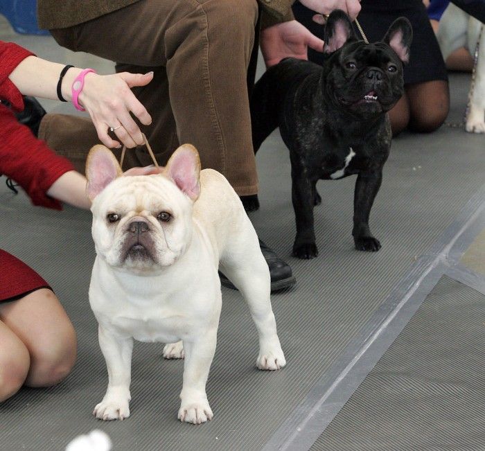 French bulldogs from Dennis Township among those competing in Wildwood ...