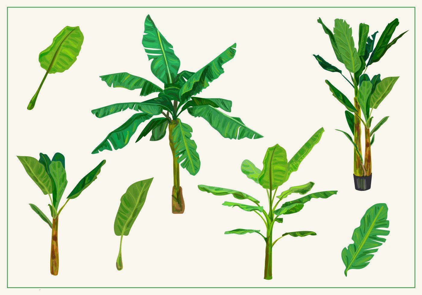 Banana Tree Vectors 植物 Banana Tree Vectors 植物