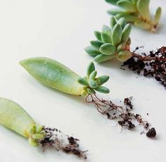 Sukkulenten Vermehren - Gartenzauber